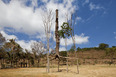 giuseppe penone: elevazione - inhotim GIUSEPPE PENONE