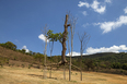 giuseppe penone: elevazione - inhotim GIUSEPPE PENONE